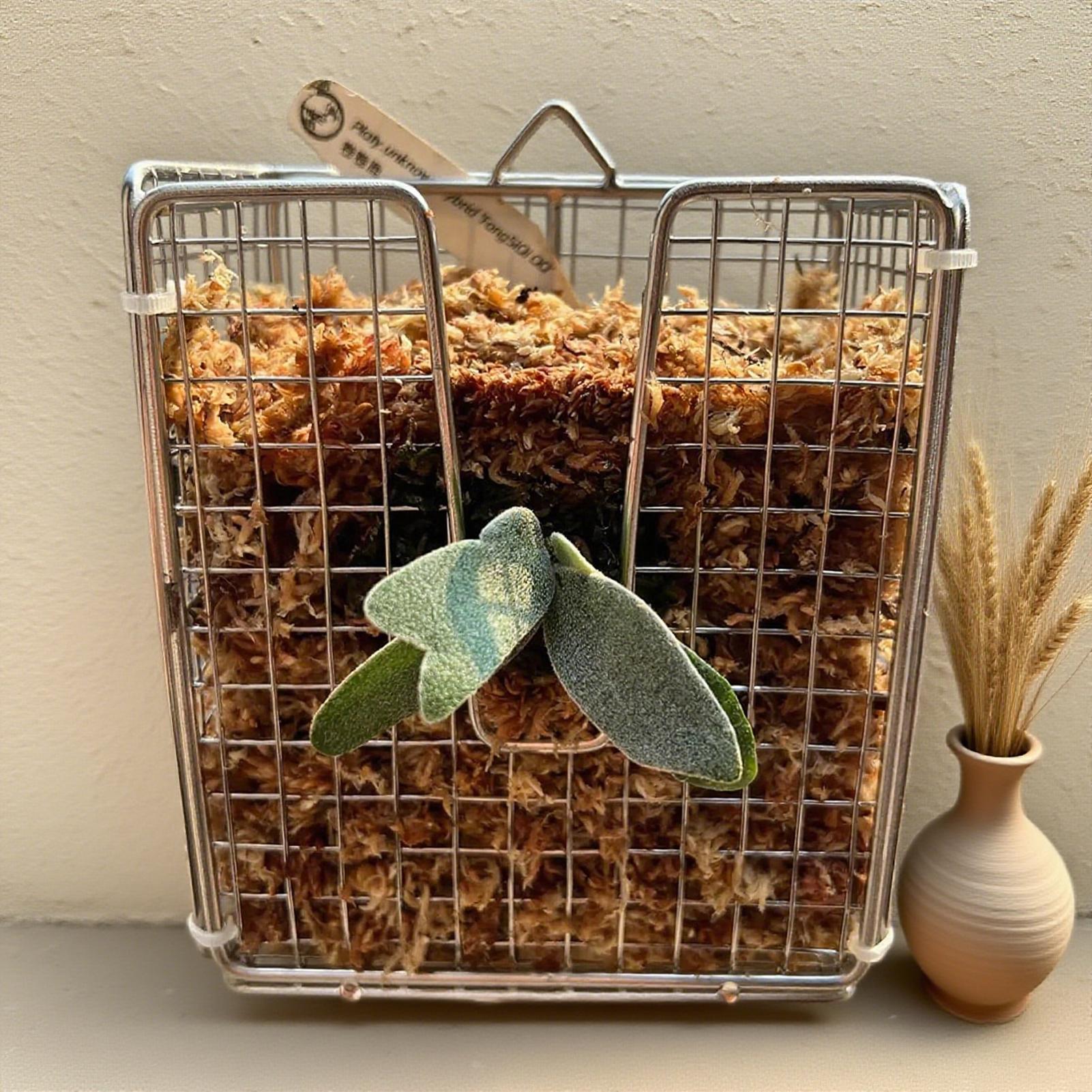 スタッグホーンシダ取り付けキット ステンレス製壁掛けプランタ - Hanging Planter Basket のレビューと価格