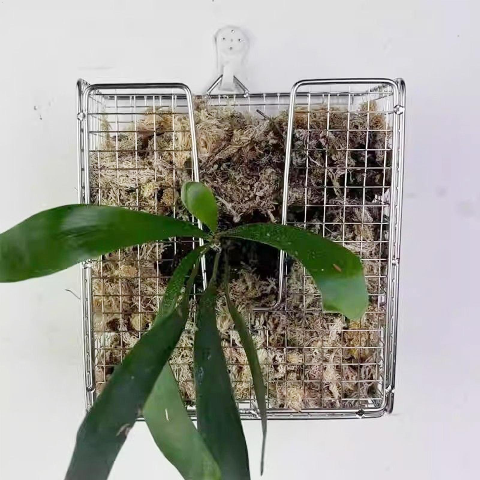 スタッグホーンシダ取り付けキット ステンレス製壁掛けプランタ - Hanging Planter Basket のレビューと価格